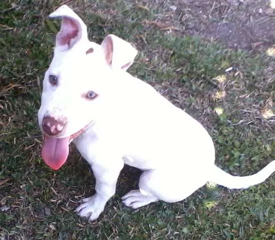 Cachorro ra a Pit-Bull idade 2 a 6 meses nome Nina GRATIFICA