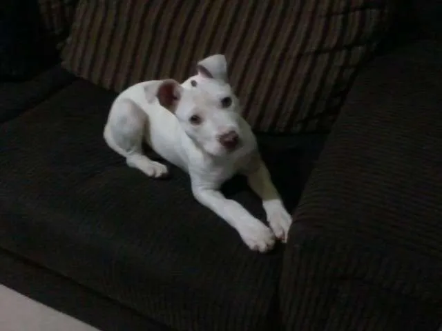 Cachorro ra a Pit-Bull idade 2 a 6 meses nome Nina GRATIFICA