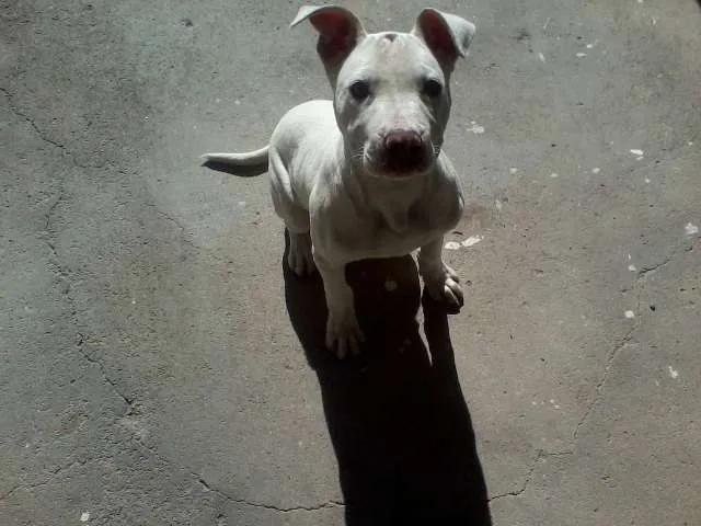 Cachorro ra a Pit-Bull idade 2 a 6 meses nome Nina GRATIFICA