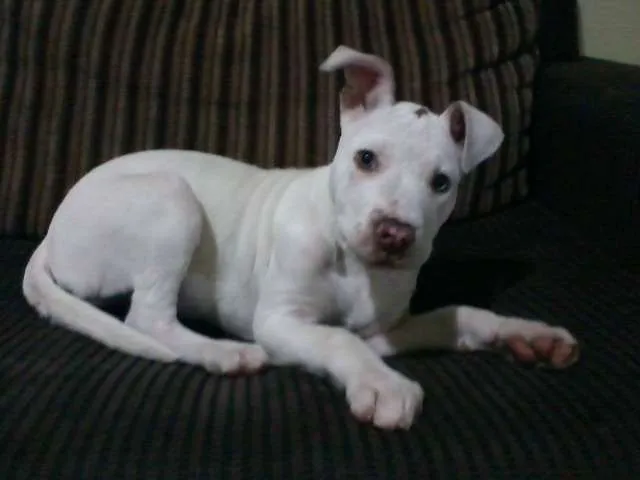 Cachorro ra a Pit-Bull idade 2 a 6 meses nome Nina GRATIFICA