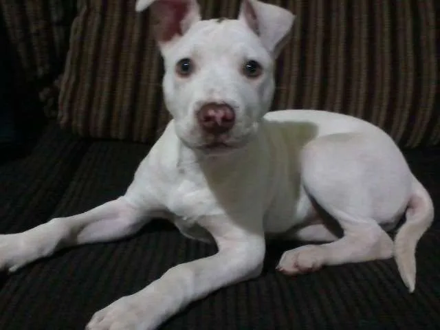 Cachorro ra a Pit-Bull idade 2 a 6 meses nome Nina GRATIFICA