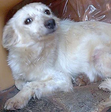 Cachorro ra a SRD idade  nome Ajuda Urgente