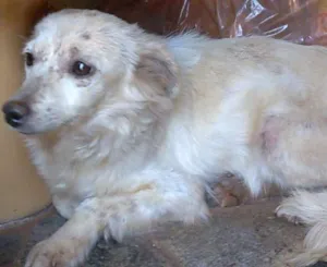 Cachorro raça SRD idade  nome Ajuda Urgente