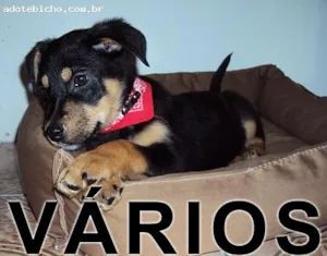Cachorro raça Várias idade  nome Vários Adote Bicho