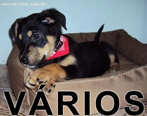Cachorro ra a Várias idade  nome Vários Adote Bicho