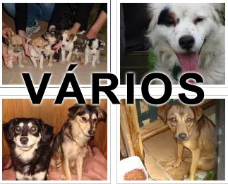 Cachorro raça Várias idade  nome Vários APABG