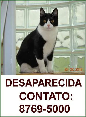 Gato ra a vira lata idade 2 anos nome Xica GRATIFICA