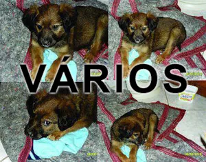 Cachorro raça Várias idade  nome Vários Cara de Bicho