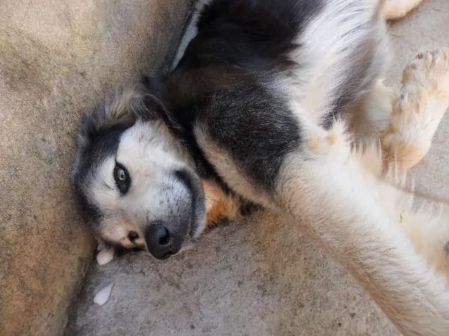 Cachorro raça SRD idade  nome Risadinha