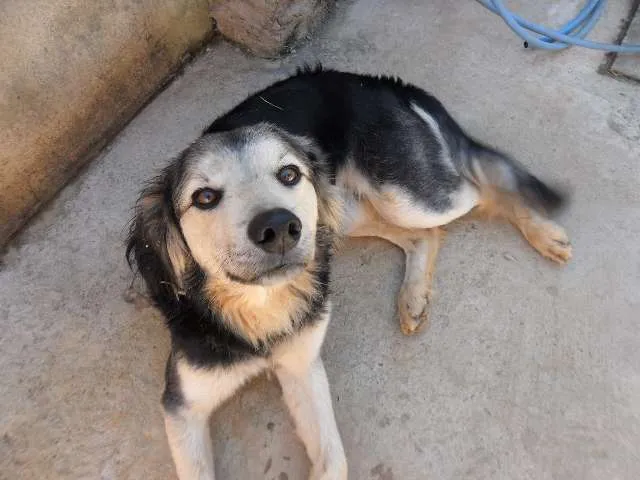 Cachorro raça SRD idade  nome Risadinha