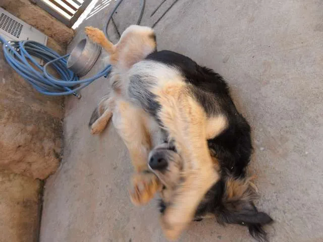 Cachorro raça SRD idade  nome Risadinha