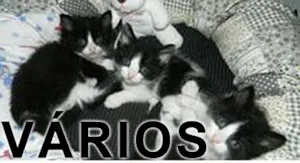 Gato raça Várias idade  nome Vários Confraria do