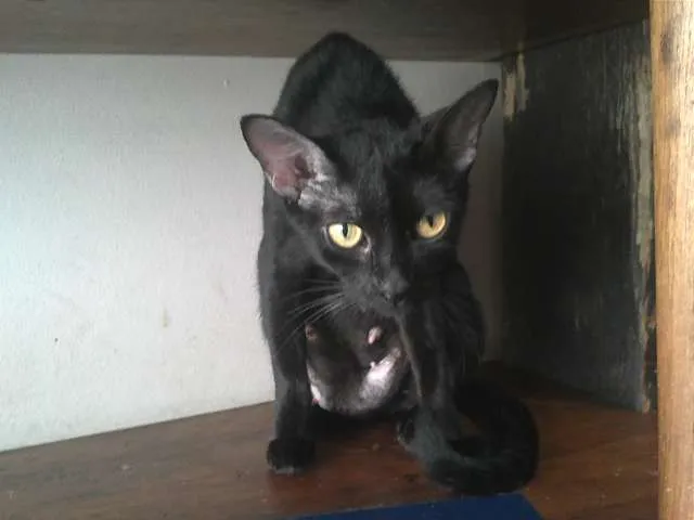 Gato ra a SRD idade 1 ano nome Fefê