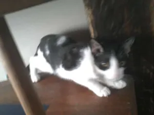 Gato raça SRD idade 2 a 6 meses nome Sem nome