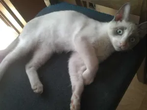 Gato raça SRD idade 2 a 6 meses nome Sem nome