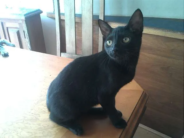 Gato raça SRD idade 2 a 6 meses nome Sem nome