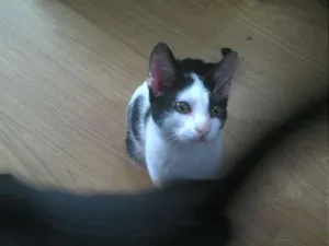 Gato raça SRD idade 2 a 6 meses nome Sem nome