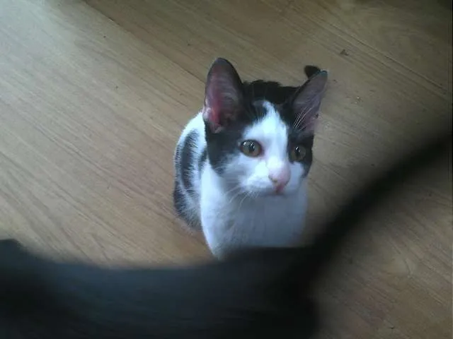 Gato raça SRD idade 2 a 6 meses nome Sem nome