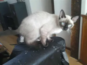 Gato raça Siamês idade 2 a 6 meses nome Sem nome
