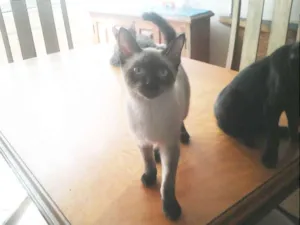 Gato raça Siamês idade 2 a 6 meses nome Sem nome