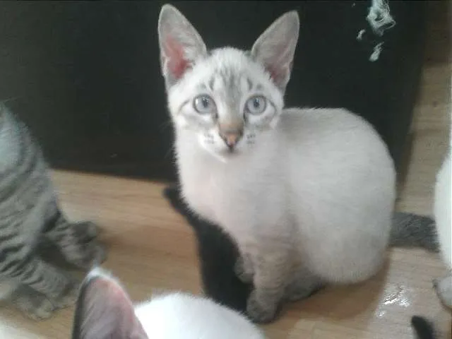 Gato raça SRD idade 2 a 6 meses nome Sem nome