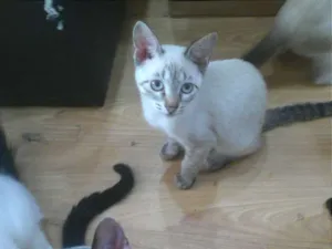 Gato raça SRD idade 2 a 6 meses nome Sem nome