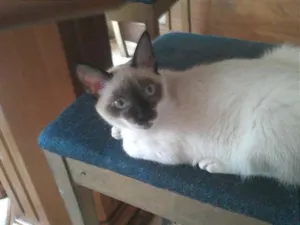 Gato raça SRD idade 2 a 6 meses nome Sem nome