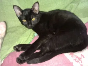 Gato raça SRD idade 1 ano nome Sem nome