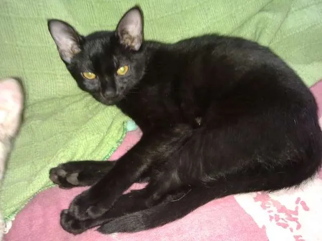 Gato ra a SRD idade 1 ano nome Sem nome