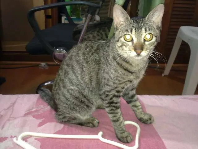 Gato ra a SRD idade 1 ano nome Sem nome