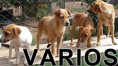 Cachorro ra a Várias idade  nome Vários Opaa