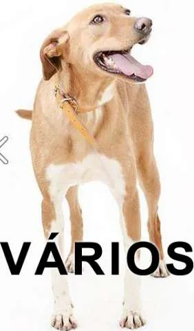 Cachorro raça Várias idade  nome Vários Patas Dadas
