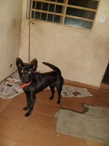 Cachorro ra a cocker com chiwawa idade 1 ano nome luna