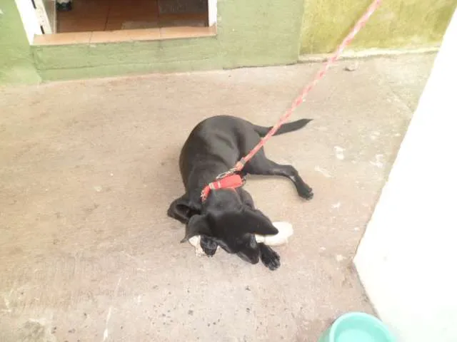 Cachorro ra a cocker com chiwawa idade 1 ano nome luna