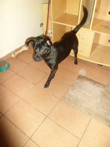 Cachorro ra a cocker com chiwawa idade 1 ano nome luna