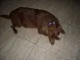 Laika