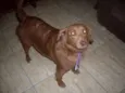 Laika