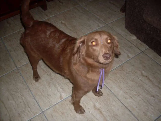 Cachorro ra a SRD idade 2 anos nome Laika