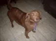 Laika