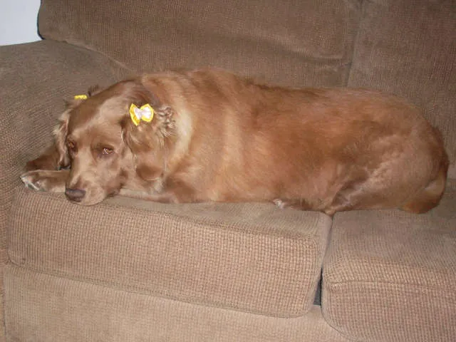 Cachorro ra a SRD idade 2 anos nome Laika