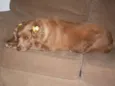 Laika
