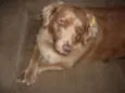 Laika