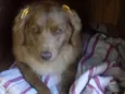 Laika