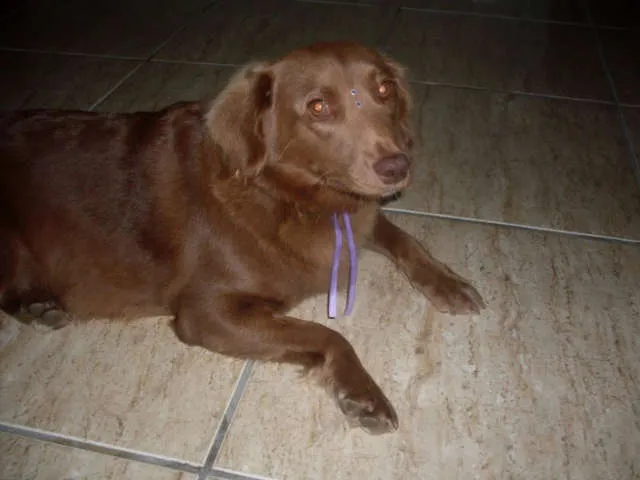 Cachorro ra a SRD idade 2 anos nome Laika