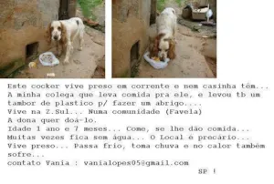 Cachorro raça Cocker idade 1 ano nome Sem nome