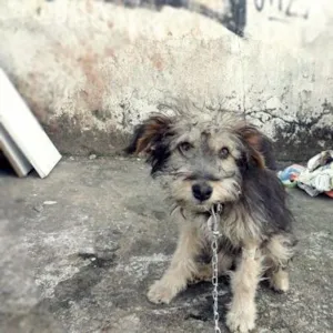 Cachorro raça SRD idade 2 a 6 meses nome Mike