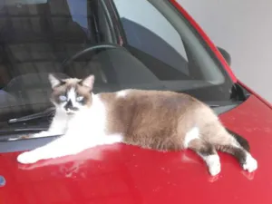 Gato raça Siamês idade 6 ou mais anos nome Biloca