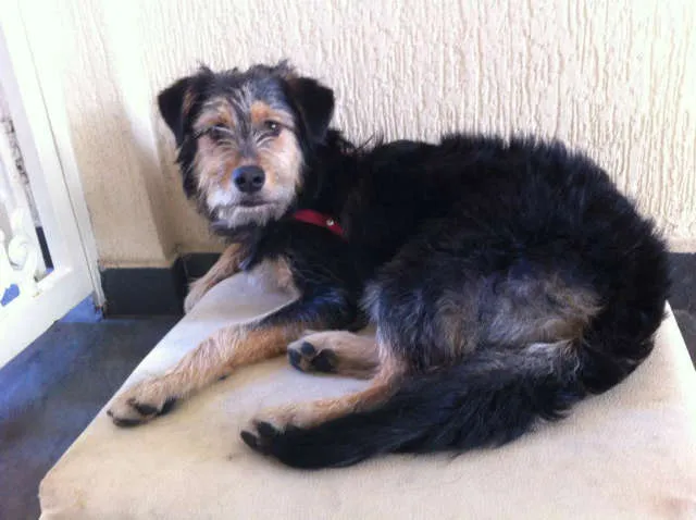 Cachorro ra a SRD idade 1 ano nome PEPE