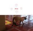 NINA