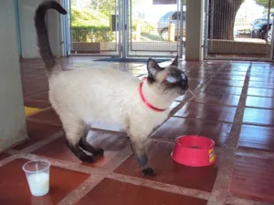 Gato raça SIAMESA idade 1 ano nome NINA